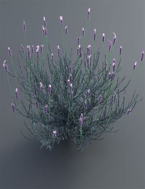 Garden Flowers - Lavender Bushes | 3D Models and 3D Software by Daz 3D