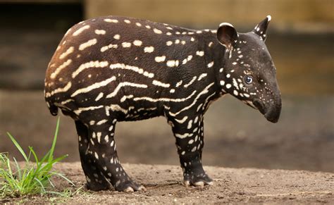 Brazil, a tapir is born in the Atlantic Forest for the first time in over a century | LifeGate