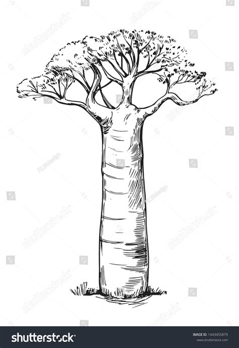 Baobab Tree Sketch Hand Drawn Illustration Stock Vector (Royalty Free ...