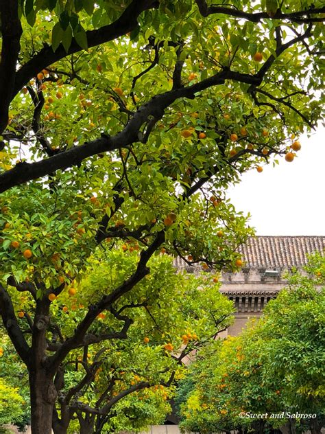 Orange Trees in Seville (Sevilla), Andalusia (Andalucía), Spain - Sweet ...