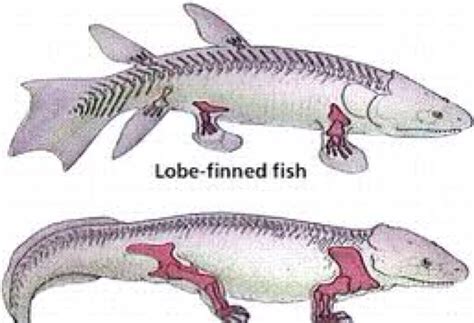 Lungfish: Characteristics, distribution, types and more