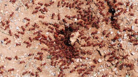 Deadly fire ants at ‘extreme risk’ of spreading out of south-east Queensland as new outbreak ...