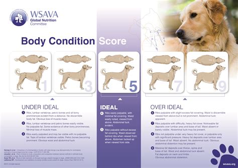 Healthy Dog Weight and Dog Obesity | Karingal Vet Hospital