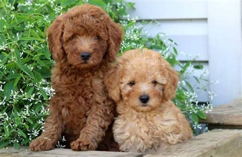 Miniature Poodle vs American Cocker Spaniel - Breed Comparison