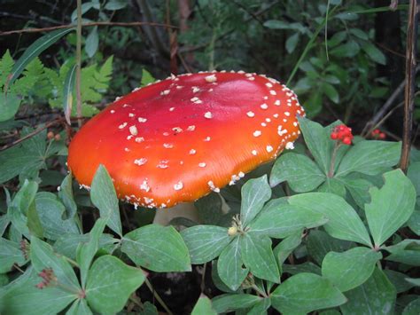 Amanita Mushroom Free Stock Photo - Public Domain Pictures