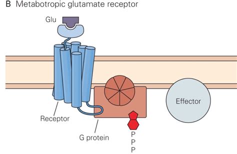 Pitt Medical Neuroscience | Glutamate Receptors