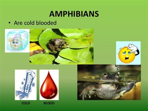 Amphibians – Characteristic Features - Natural History on the Net