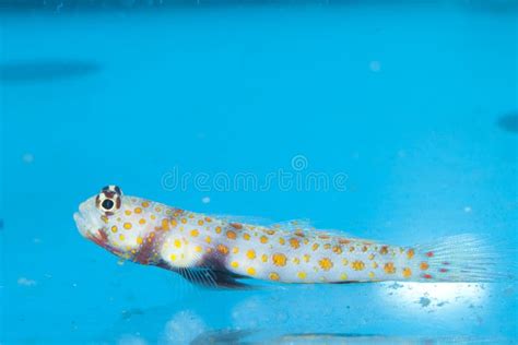 Tessalata Eel in Aquarium stock photo. Image of aquarium - 13167344