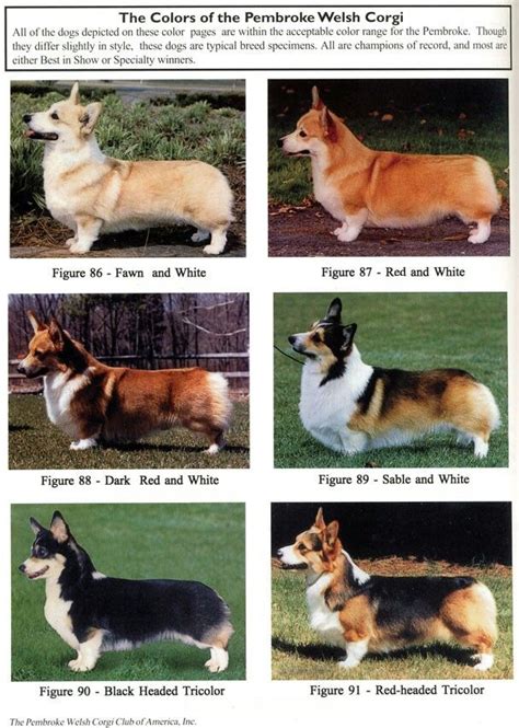 Tricolor and Red & White Corgi Puppies