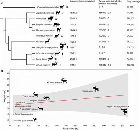 Cervid phylogeny and life history. a) Phylogenetic relationships ...