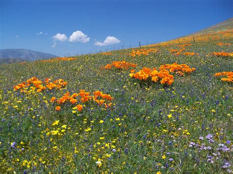 Antelope Valley Wildflowers April 2010 - Gorman Hills Wildflowers.