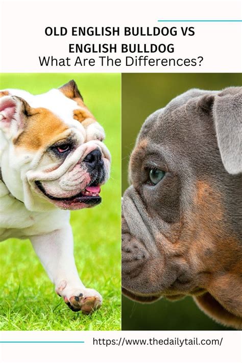 Old english bulldog vs english bulldog what are the differences – Artofit