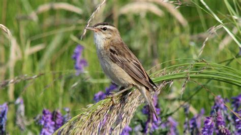 The Sedge Warbler and its song - YouTube