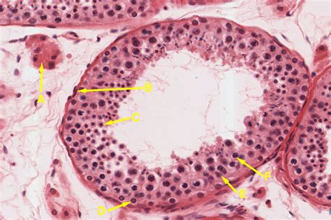 Male Reproductive System | histology