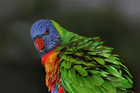 Rainbow Lorikeet Diet Pet Scan - craftinter