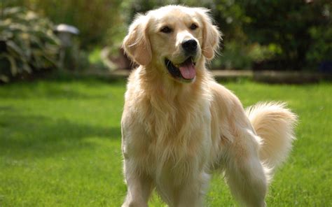 ≡ 9 of The Best Family Friendly Dog Breeds 》 Her Beauty