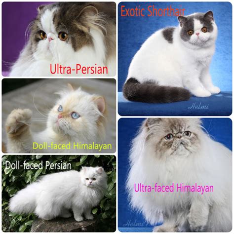 7 Types Of Persian Cat My Animals - vrogue.co