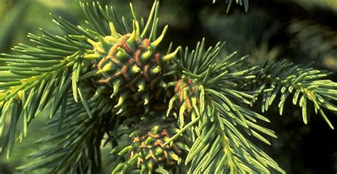 Eastern spruce gall adelgid - Plant & Pest Diagnostics