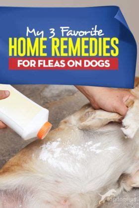 My 3 Favorite Home Remedies for Fleas on Dogs | Home remedies for fleas, Flea remedies, Herbal ...