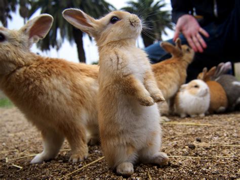 Okunoshima, la isla de los conejos en Japón - Academia Japonia