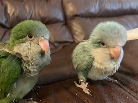 Quaker Parrot Birds For Sale | Cameron, NC #333639