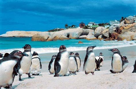 Browse Your World: Boulders Beach [SOUTH AFRICA]