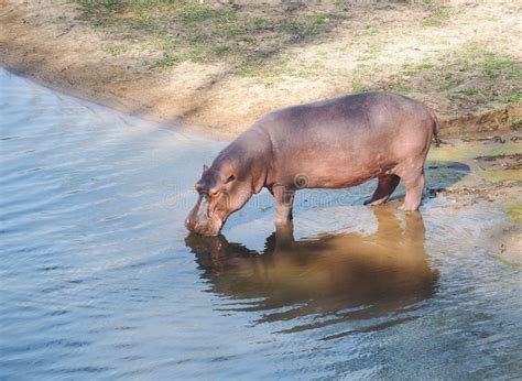 African Hippopotamus Hippopotamus Amphibius Stock Photo - Image of habitat, farm: 108860116