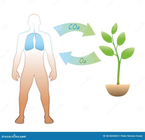 Ciclo De Carbono Oxígeno Plantas Respiración Ilustración del Vector ...