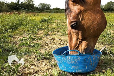 Is Feeding Oats To Horses For Weight Gain A Good Idea?