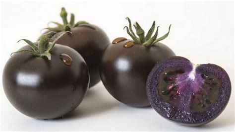 Snapdragon genes, anti-cancer properties — purple tomatoes are a ...