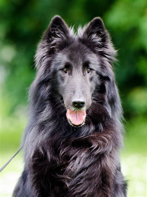 Belgian Sheepdog - Training Course on Belgian Sheepdog