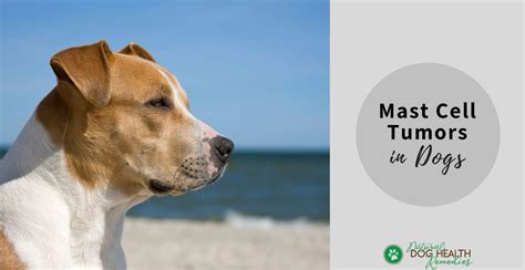 Mast Cell Tumors in Dogs | Symptoms & Treatment