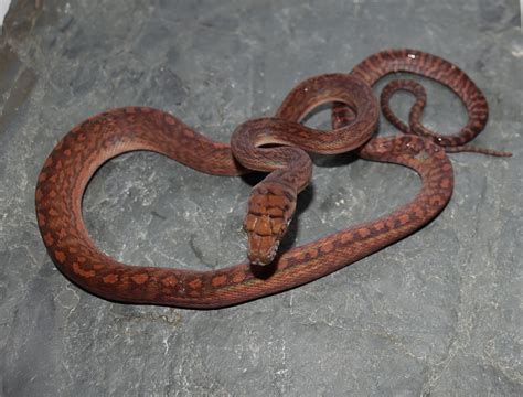 CB Tanahmerah Southern Scrub Python by Molecular Reptile - MorphMarket