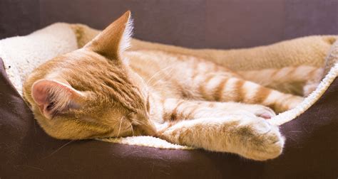 Feline Upper Respiratory Infection (Cat Flu): What It Is, Signs ...