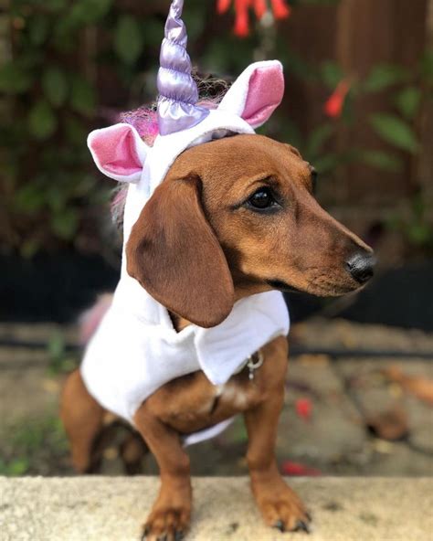 Dachshund Dog Halloween Costumes|Dog Halloween Costumes|Halloween Costumes|Pet Halloween Costu ...