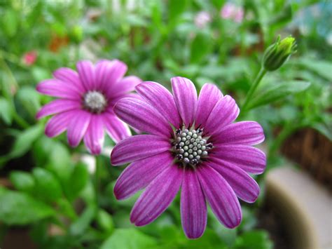 Make Your Garden Enchanting with the Beauty of Purple Flowers