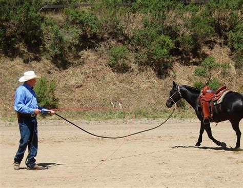 The Benefits of Lunging | Horse Journals