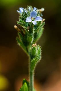 Alpine Veronica - Veronica alpina | Photo by Jacob W. Frank | Flickr