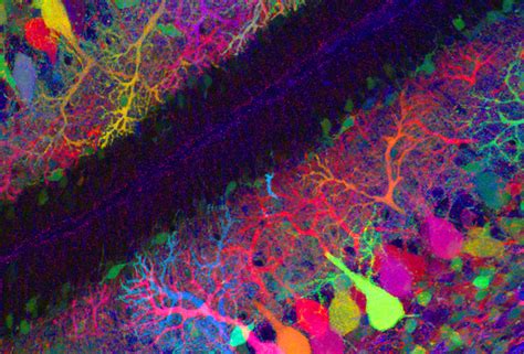 Brainbow: Cell Press