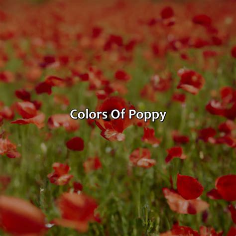 What Color Is Poppy - colorscombo.com