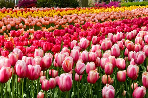 15 pictures to inspire you to see the tulips at the Keukenhof gardens ...