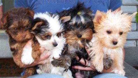 Yorkie Colors. Types of Yorkshire Terrier Coats. - Yorkie.Life | Yorkshire terrier puppies ...