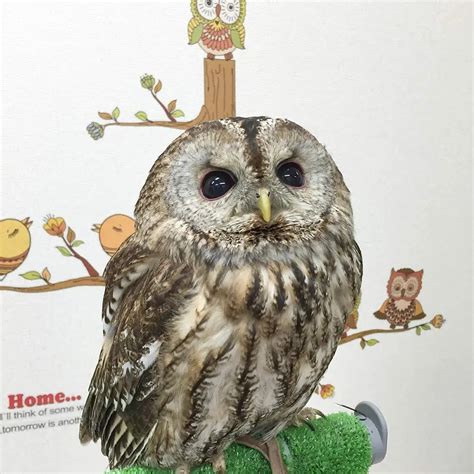 Owl Cafe Tokyo – A Blog Voyage