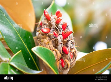 ripe fruit of magnolia grandiflora with its seeds Stock Photo - Alamy