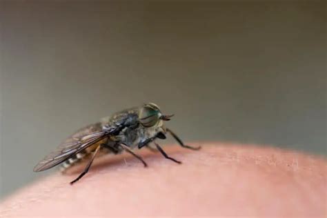 How to Treat Fly Bites and Prevent Infection: Expert Tips for Quick Relief | Insects Planet