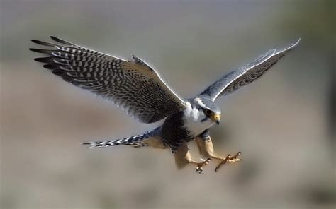 Falcon : National Bird Of Kuwait | Interesting Facts