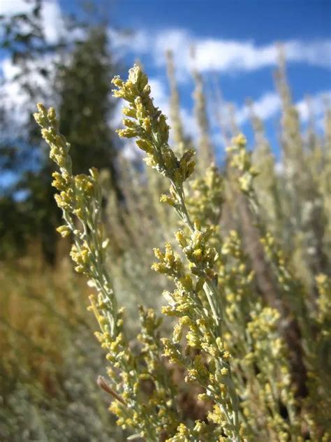 Nevada State Flower | Sagebrush