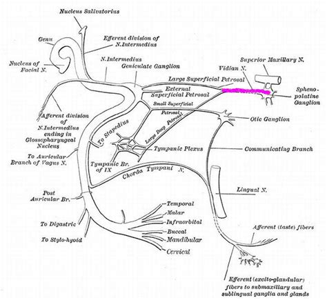 Skull and Spine: The Vidian Canal