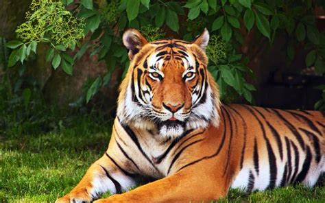 Strong natural tiger hd desktop wallpaper | Tiger wallpaper, Tiger ...