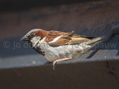 Indian Sparrow ssp bactrianus | Passer indicus bactrianus … | Flickr